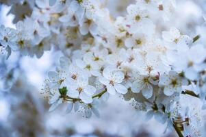 épanouissement fruit arbre. blanc Cerise fleur fleur sur une chaud printemps journée photo