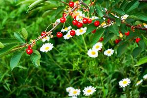 rouge cerises sur une branche contre une Contexte de vert herbe et blanc marguerites. récolte. la nature dans été. photo