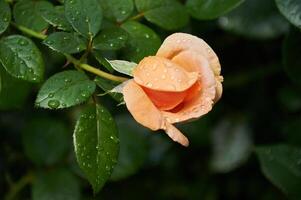 une magnifique Orange Rose avec gouttes de pluie fermer dans le jardin. ensoleillé été journée après pluie. photo