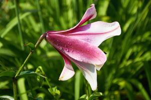 magnifique fleurs de lys fermer dans le jardin. proche en haut blanc rose lilly épanouissement dans le jardin photo