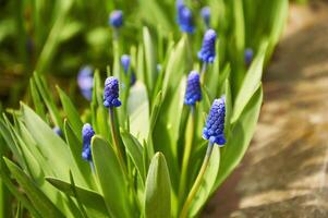 fermer de bleu moscari fleurs dans le jardin dans printemps sur une ensoleillé journée photo