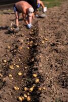 cueillette patates sur le champ manuellement. une homme récoltes patates sur Terre photo