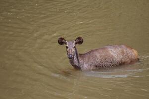 sauvage Sambar cerf de Khao yai nationale parc nager dans Naturel canal photo