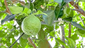 proche en haut kaffir citron vert sur ses vert feuilles photo