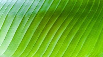 proche coup de vert banane feuille texture Contexte photo