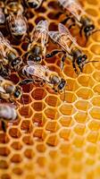 proche en haut vue de le travail les abeilles sur cellules d'abeilles. sélectif concentrer photo