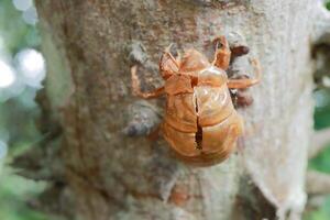 le exosquelette de une mort punaise sur le anigique arbre aussi connu comme le soie soie cette sont a trouvé tout au long de le savanes ou cerrados de Brésil photo