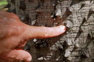 homme montrer du doigt en dehors le les épines sur le le anigique arbre aussi connu comme le soie soie cette sont a trouvé tout au long de le savanes ou cerrados de Brésil photo