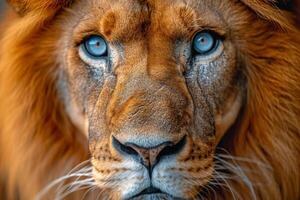 ai généré portrait de une les Lions museau dans fermer. le les Lions tête photo