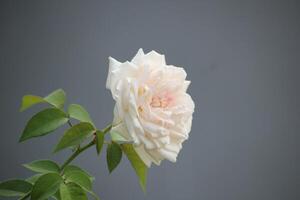 proche en haut de blanc des roses avec une floue Contexte photo