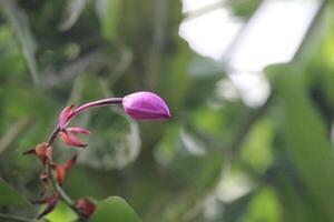 spathoglotte plicata ou violet sol orchidée fleur avec floue Contexte photo