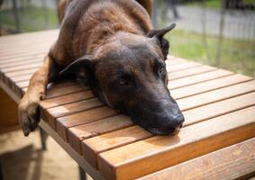 portrait de une Belge berger. photo