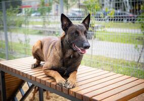 portrait de une Belge berger. photo