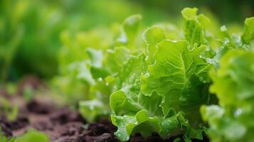 ai généré Frais couvert de rosée salade feuilles dans jardin photo