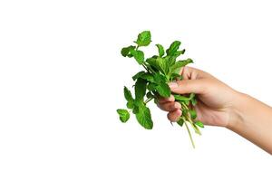 ai généré Frais menthe feuilles dans main isolé sur blanc photo