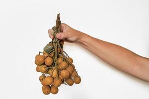 Frais longan fruit dans main, copie espace photo