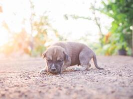 mignonne nouveau née chiots mensonge sur le sol dans le jardin. thaïlandais chiot photo