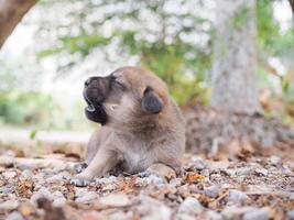 mignonne nouveau née chiots mensonge sur le sol dans le jardin. thaïlandais chiot photo