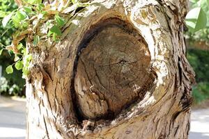 texture du bois et de l'écorce des arbres. photo