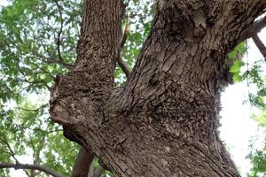 texture du bois et de l'écorce des arbres. photo