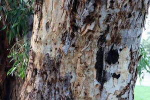 texture du bois et de l'écorce des arbres. photo