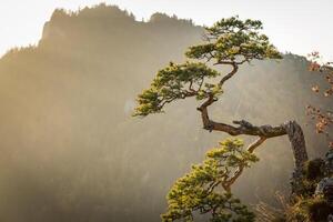 sokolica, plus célèbre arbre dans piénine montagnes, Pologne photo