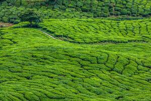 vert collines de thé plantation - Cameron hauts plateaux, Malaisie photo