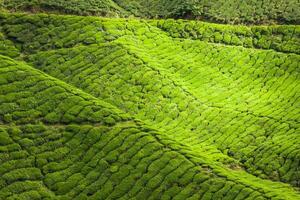 Plantations de thé dans l'état du Kerala, Inde photo