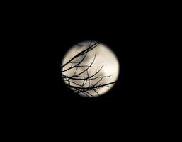 silhouette de arbre branche sur floue plein lune et nuit temps Contexte. photo