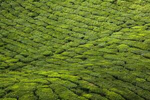 Plantation de thé Cameron Highlands, Malaisie photo