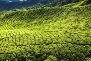 thé plantation dans le Cameron hauts plateaux, Malaisie photo