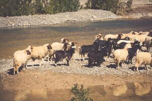 mouton dans Maroc paysage photo