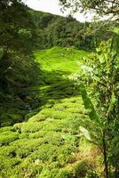 Plantation de thé Cameron Highlands, Malaisie photo