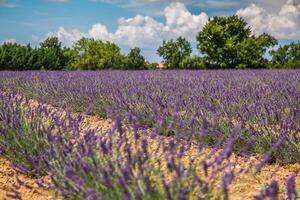 lavande des champs près valensole dans Provence, France. Lignes de violet fleurs. célèbre, populaire destination et endroit pour touristes pour fabrication les vacances dans été photo