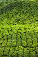 thé plantations dans Munnar, Kerala, Inde photo