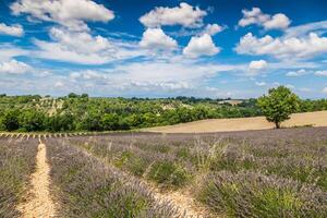 lavande des champs près valensole dans Provence, France. Lignes de violet fleurs. célèbre, populaire destination et endroit pour touristes pour fabrication les vacances dans été photo