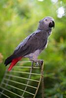 Beau et le le plus intelligent africain gris perroquet Jaco photo