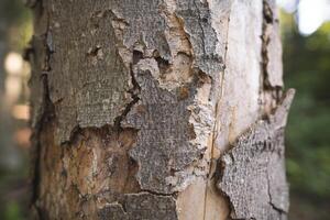 texture de le fissuré écorce de un vieux arbre photo