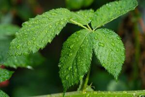 magnifique gouttelettes après pluie sur une vert feuille photo