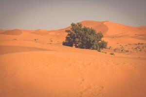 Dunes de sable dans le désert du Sahara, Merzouga, Maroc photo