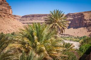 large vue de canyon et cultivé des champs et paumes dans errachidie vallée Maroc Nord Afrique Afrique photo