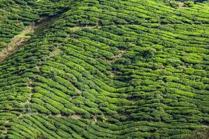 thé plantations dans Munnar, Kerala, Inde photo