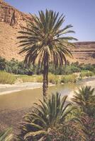 large vue de canyon et cultivé des champs et paumes dans errachidie vallée Maroc Nord Afrique Afrique photo