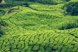 vert collines de thé plantation - Cameron hauts plateaux, Malaisie photo