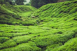 Plantation de thé Cameron Highlands, Malaisie photo