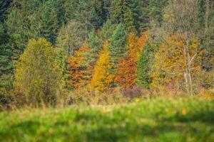 l'automne forêt paysage-jauni l'automne des arbres et déchue l'automne feuilles. photo