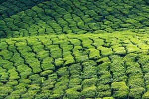 thé plantations dans Munnar, Kerala, Inde photo