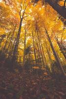 coloré arbre branches dans ensoleillé forêt, l'automne Naturel Contexte photo