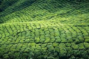 thé plantations dans Munnar, Kerala, Inde photo