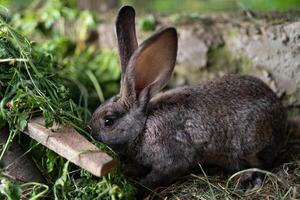 une magnifique gris national lapin est pâturage et en marchant dans le enceinte en plein air photo